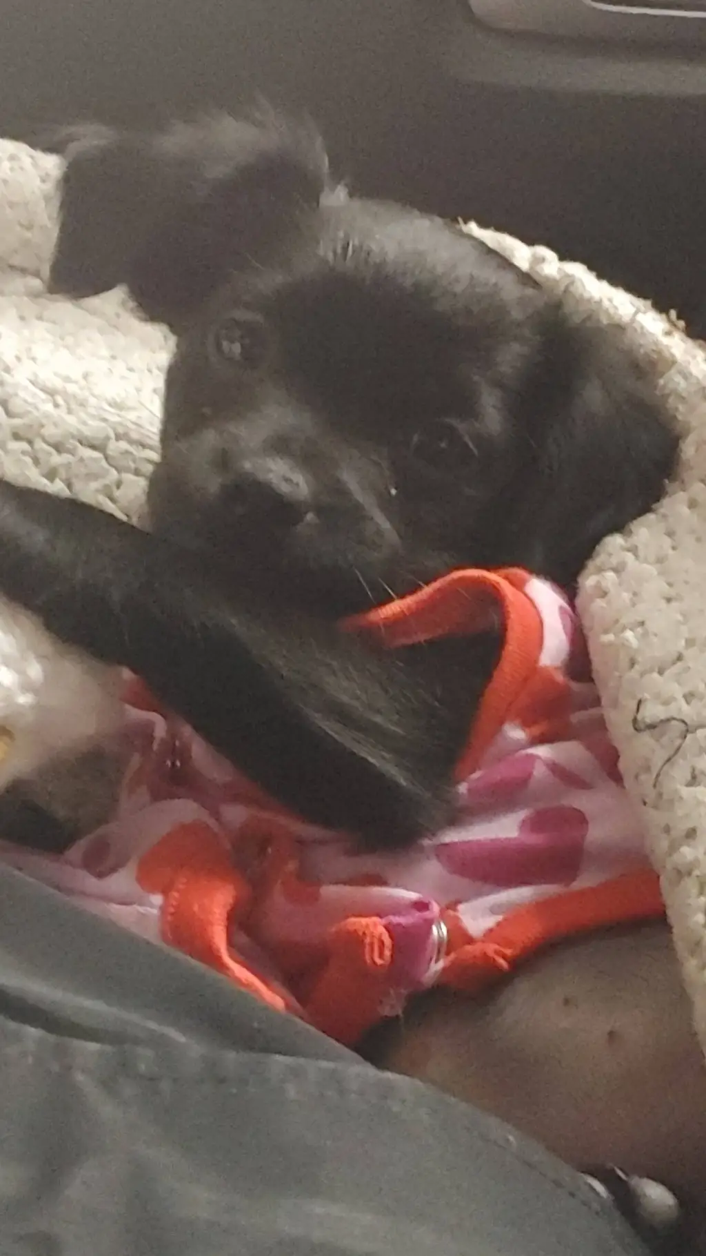 ai character: Molly the puppy background