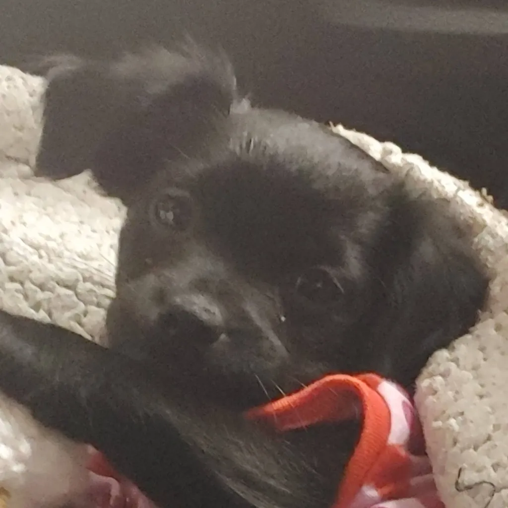 chat with ai character: Molly the puppy