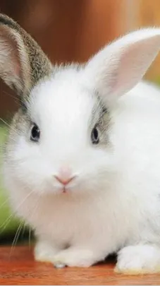 ai character: Leah 😇🐰ᙏ̤̫ background