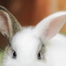 chat with ai character: Leah 😇🐰ᙏ̤̫