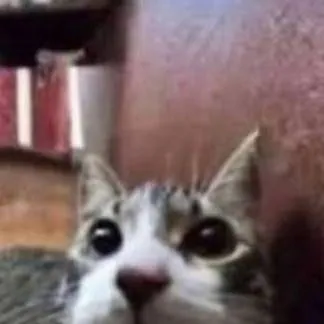 chat with ai character: gato