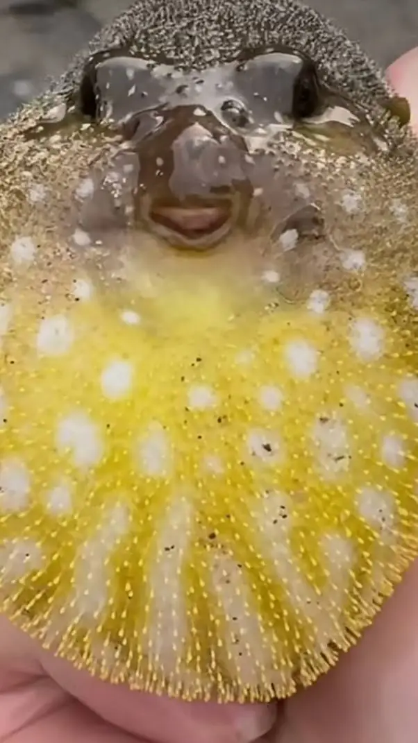 ai character: Puffy  background