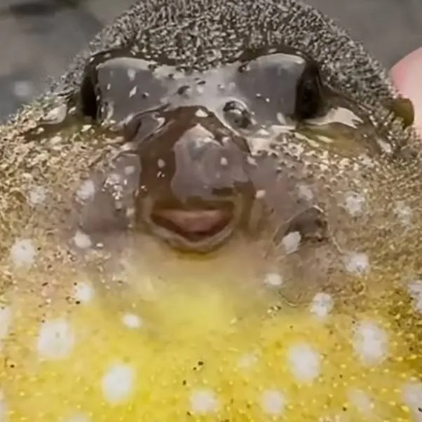 chat with ai character: Puffy 