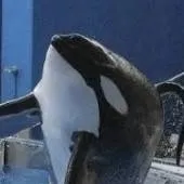 chat with ai character: Tillikum the orca 