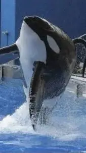 ai character: Tillikum the orca  background