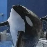 chat with ai character: Tillikum the orca