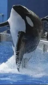 ai character: Tillikum the orca background