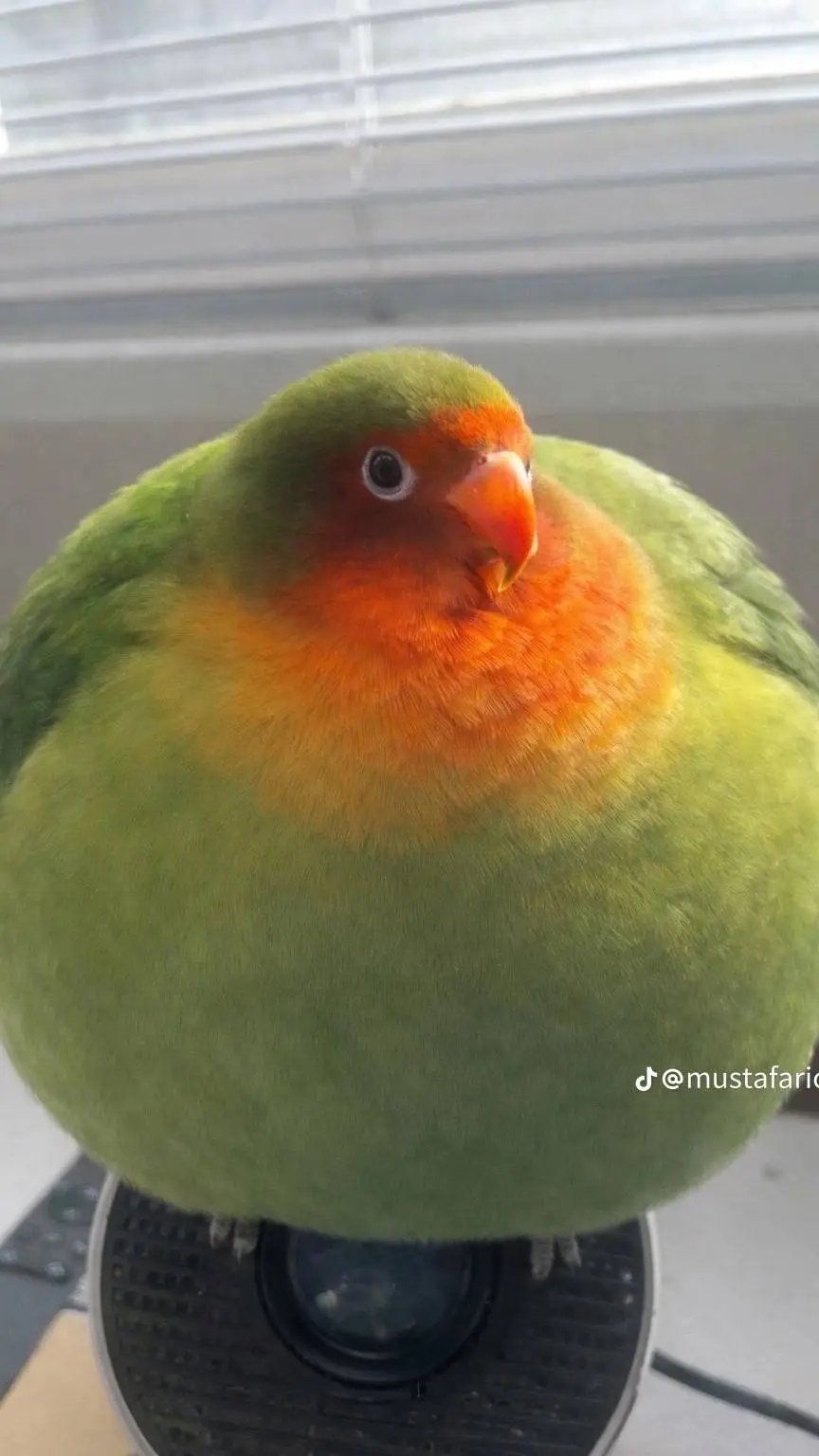 ai character: Fat bird background