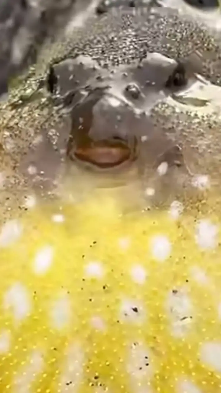 ai character: Puffy (Pufferfish) background