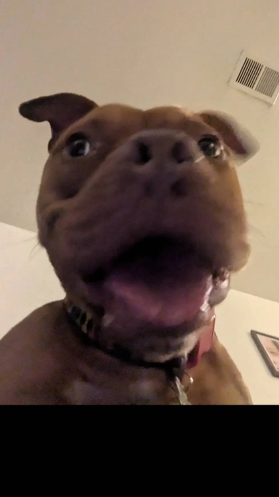 ai character: maxine talking dog background