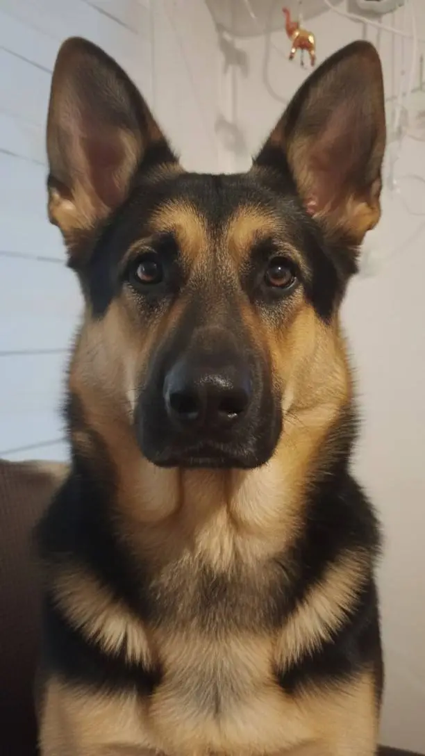 ai character: oso background