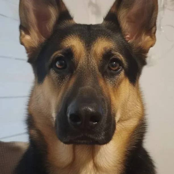 chat with ai character: oso