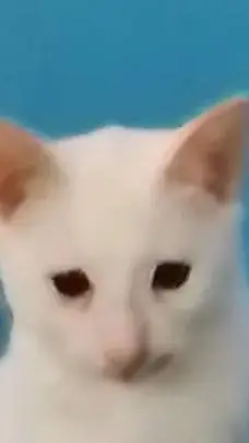 ai character: funnyjoe my pet background