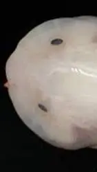 Talkie AI - Chat with Hadal Snailfish