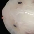 chat with ai character: Hadal Snailfish