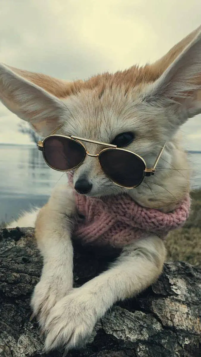 ai character: Request Talkie background