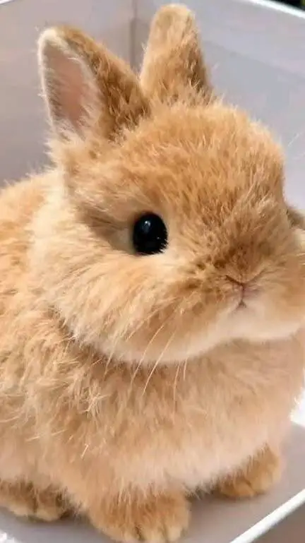 ai character: Tu conejito☝️🤓pepe background