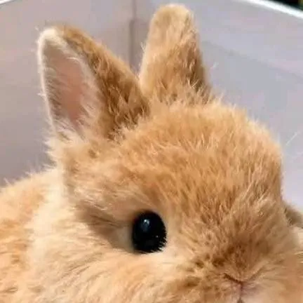 chat with ai character: Tu conejito☝️🤓pepe