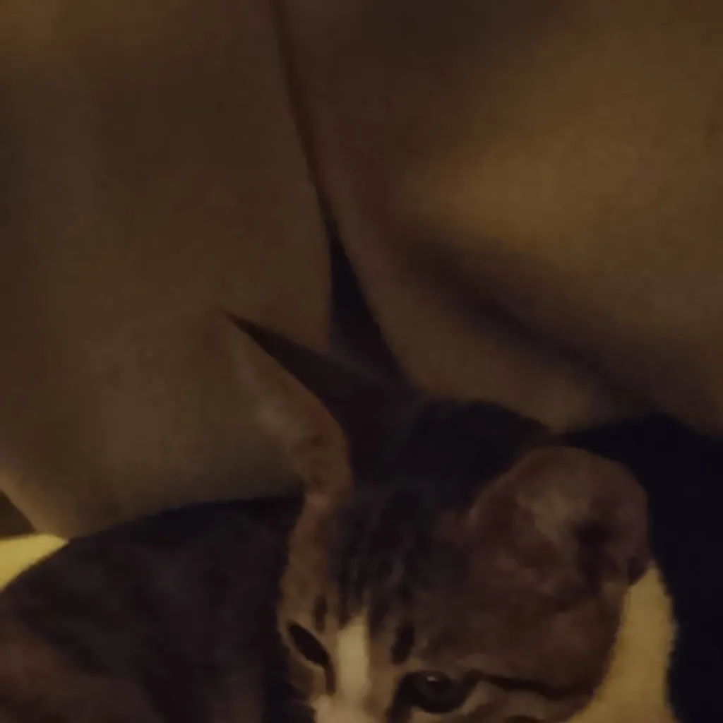 chat with ai character: among Us pick me