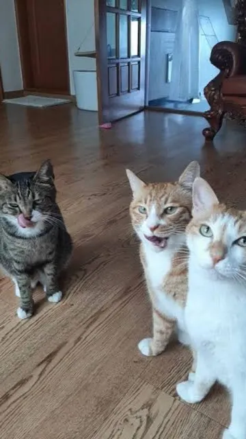 ai character: Lee know’s cats background