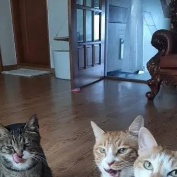 chat with ai character: Lee know’s cats