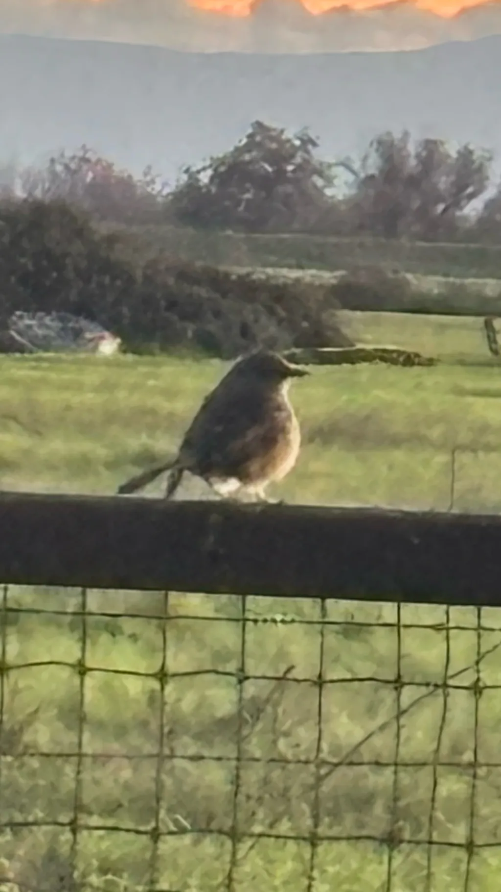 ai character: Wild attack  background