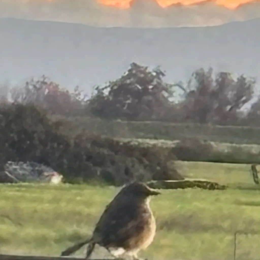 chat with ai character: Wild attack 