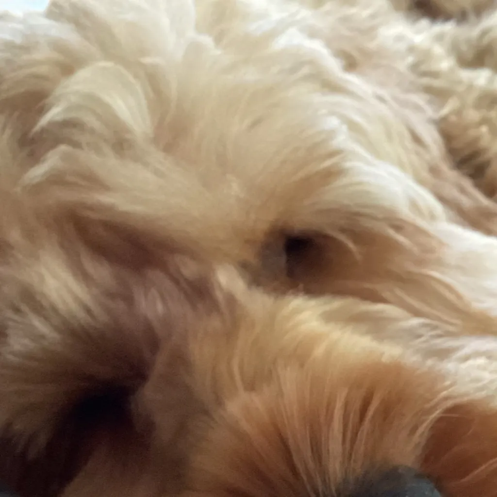 chat with ai character: Stanley Puppy