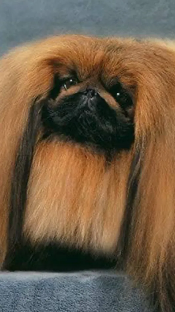 ai character: Extra Fluffy Dog background