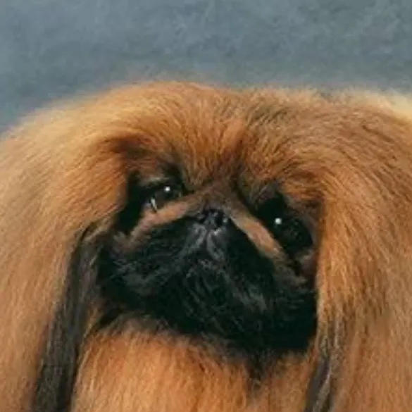 chat with ai character: Extra Fluffy Dog