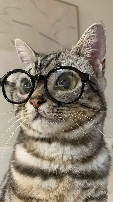 ai character: gato inteligente background