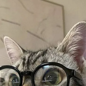chat with ai character: gato inteligente