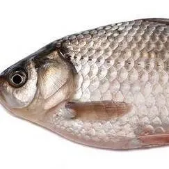 chat with ai character: карась