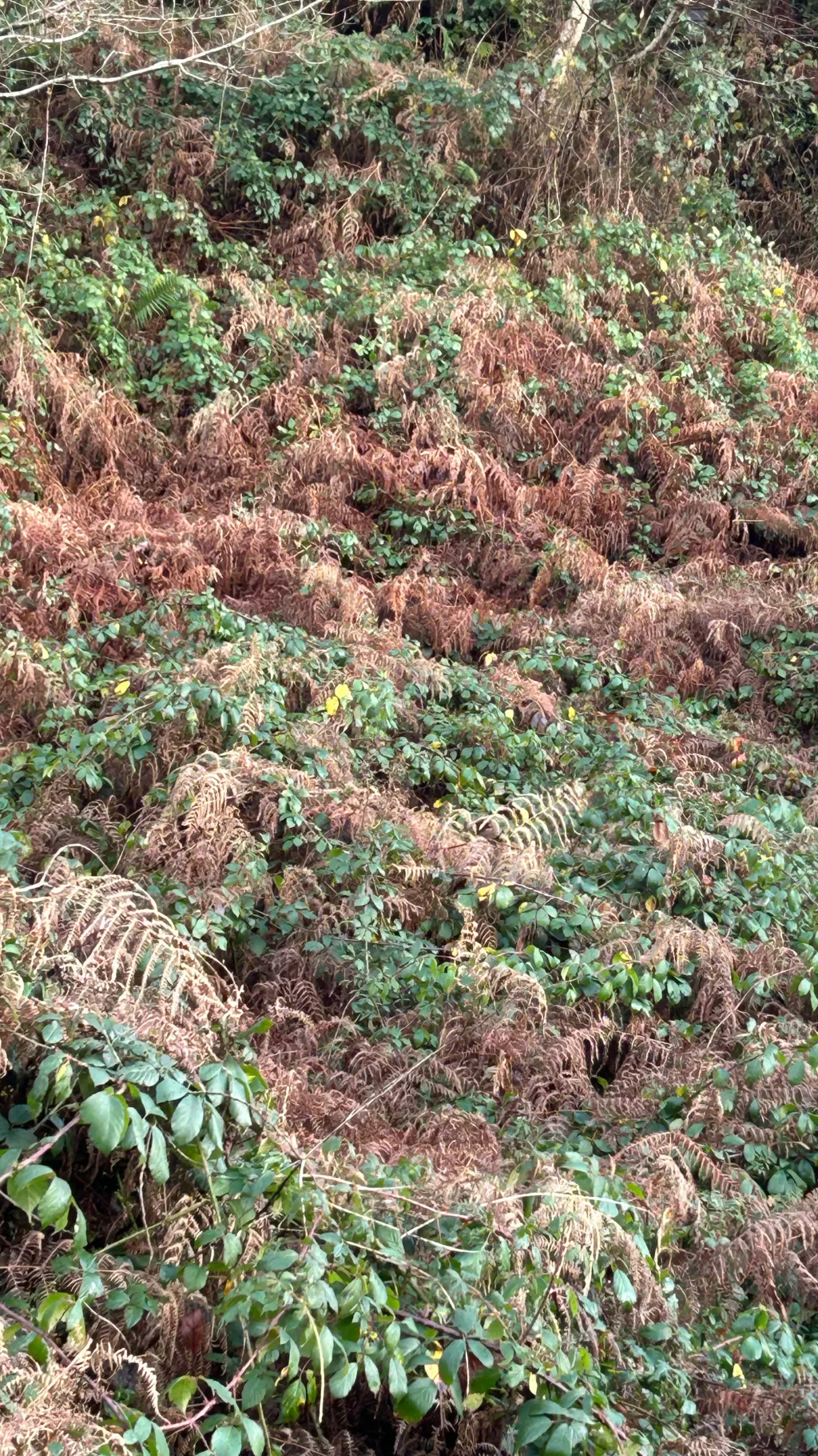 ai character: Therian meet up background