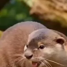 chat with ai character: nutrea