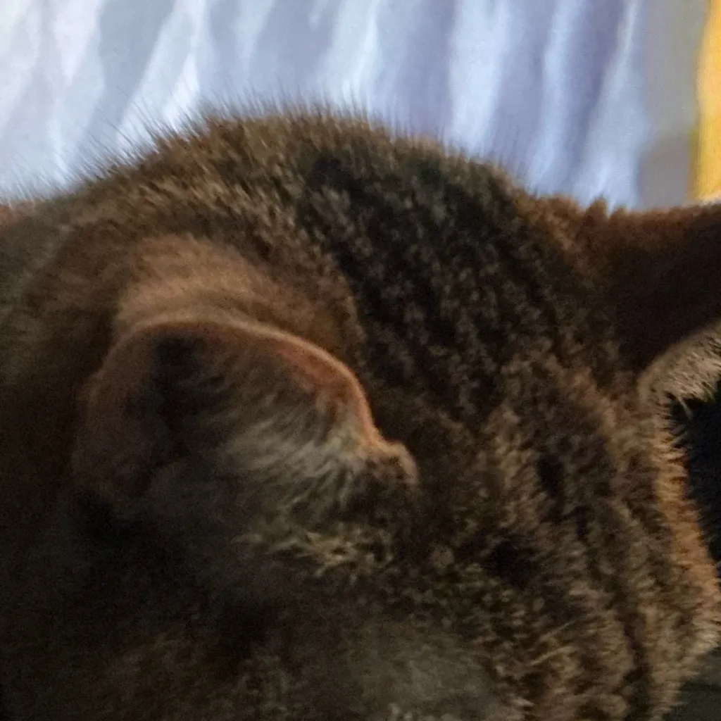 chat with ai character: A dumb cat