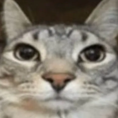 chat with ai character: The dumb cats bro