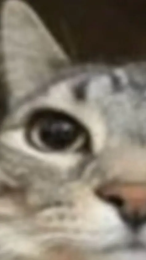 ai character: The dumb cats mom background