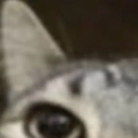 chat with ai character: The dumb cats mom