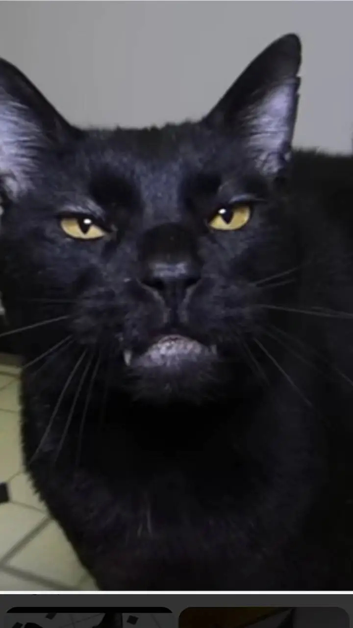 ai character: Sylvester background