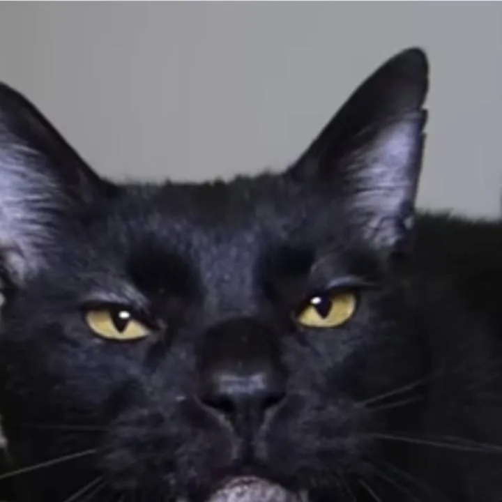 chat with ai character: Sylvester