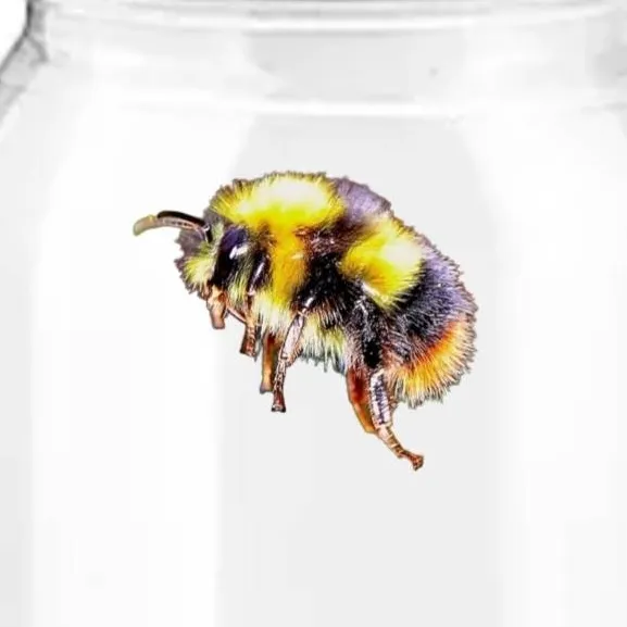 chat with ai character: Worlds Cutest Bee