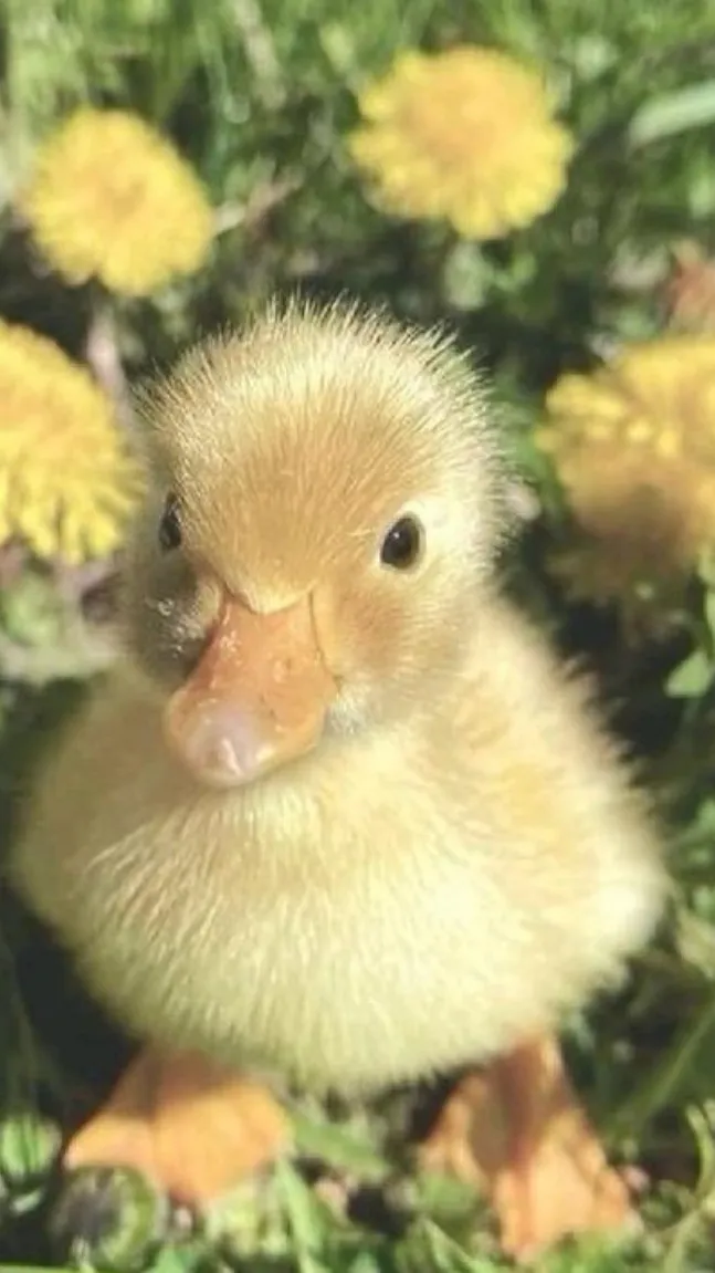 ai character: N background