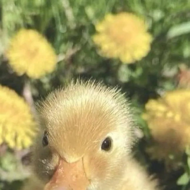 chat with ai character: N