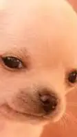 ai character: perrito meme background