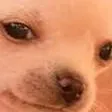chat with ai character: perrito meme