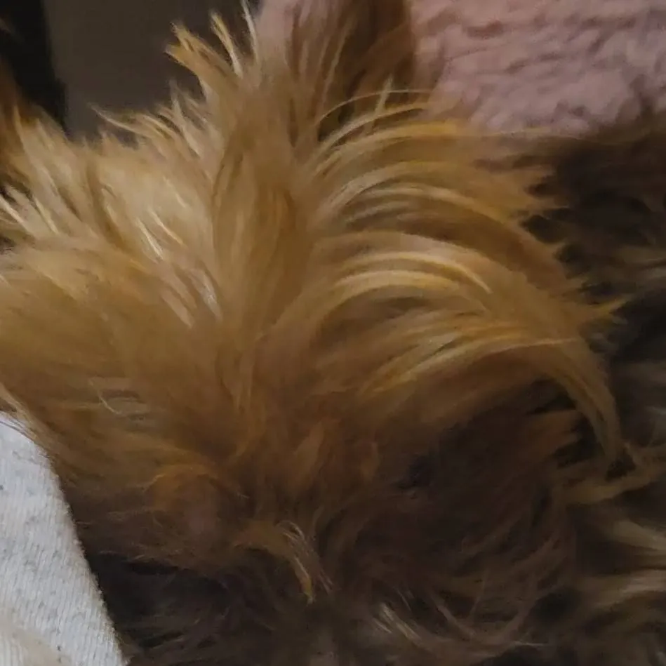 chat with ai character: val