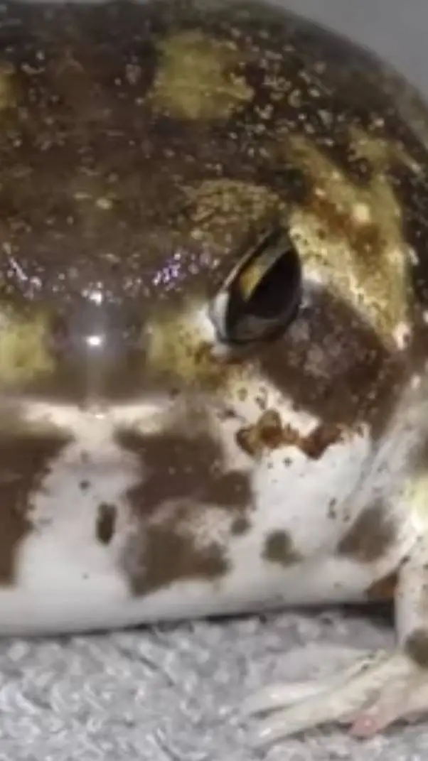 ai character: froggy  background