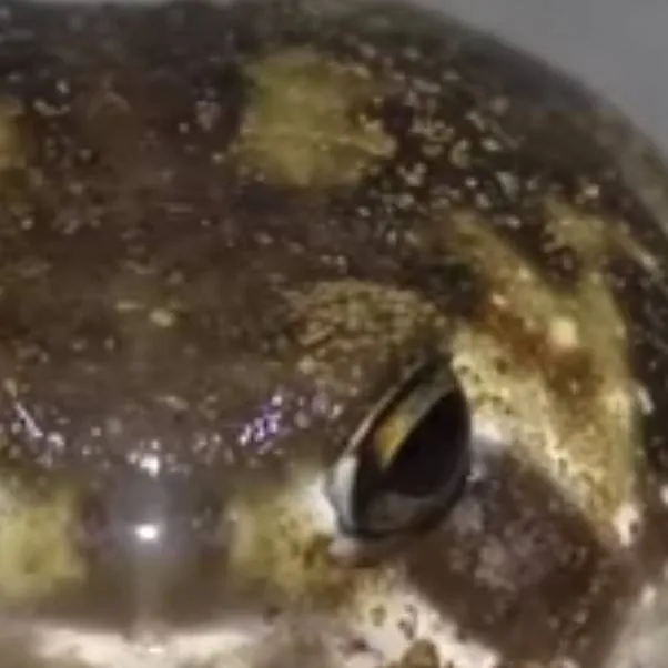 chat with ai character: froggy 