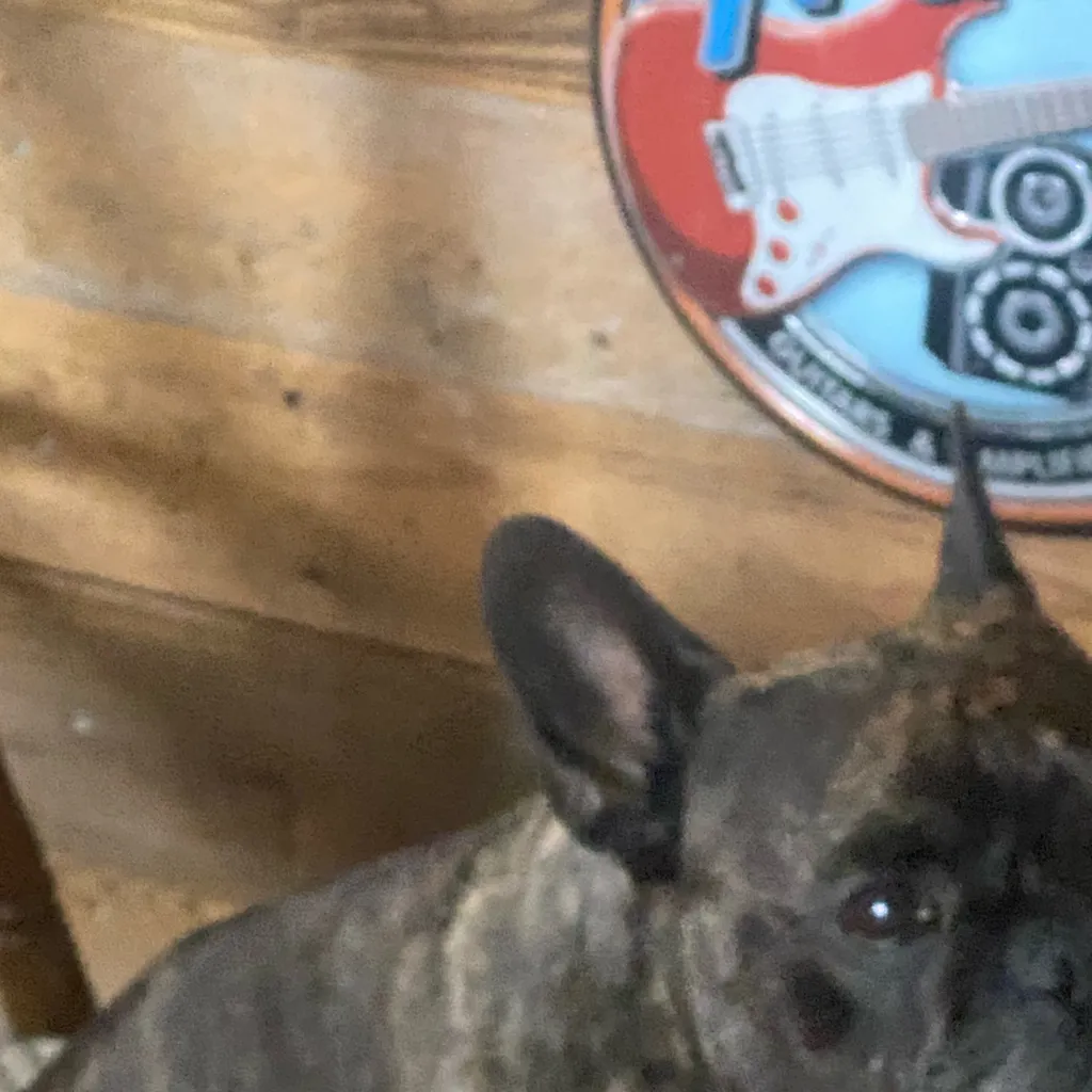 chat with ai character: U dog 